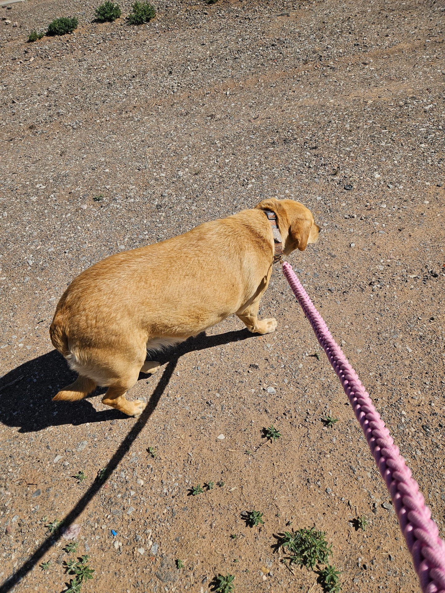 Tan dachshund mix on leash